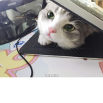 Ganggangu