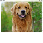 Golden retriever fan group!