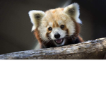 Red Pandas Supporters