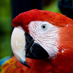 Macawz Studio