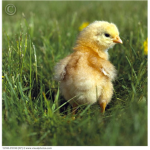 chickens are the coolest farm animal