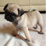 pug life fan club