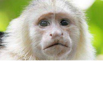 Monkey Gang!!!!!!!!!!!