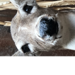 HUNTERS DEERS