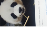 #pandas are awesome