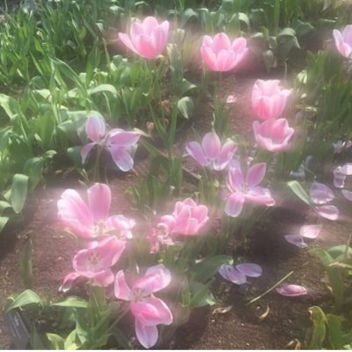 ♡｡*・ﾟ: **:・ﾟ°*♡｡*