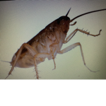 The Roach Positivity Club