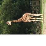Girafe Squad best