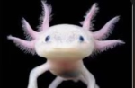 THE AXOLOTL GRUOP!!!