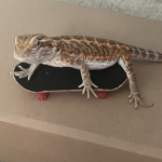 mushu!!