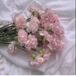 ⋆୨♡୧⋆