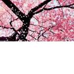 .~the falling blossoms~.