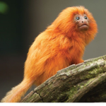 Tamarin