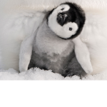 The Almighty Penguins