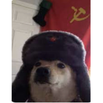 War: side doggo