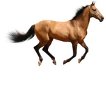 HorseBlox