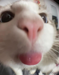 cute cat pics