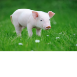 The funny piglets