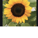Adopt me sunflower army