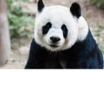 Panda Club!!