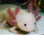 Cult of The Axolotl