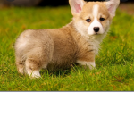the corgi sqaud