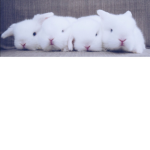 The Bunny Love Club