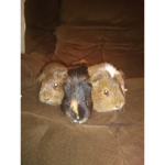 Guinea Pig Club =|