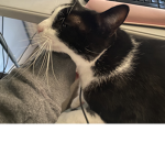 Cattimes group