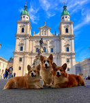 Corgi lovesss