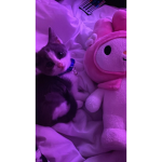 Tom&Jerry6666