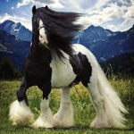 Equestrian Trails
