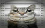 Cat Shop's
