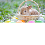 princess bunny life
