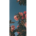 4_riah