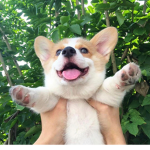 Corgi_Nation:D