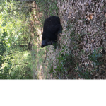 BEARS ARENT MEAN JOIN THIS IF YOU AGREE