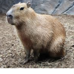 National Capybara Union