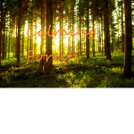 Calming Forests Cafe