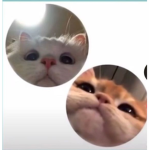Cute Kitty catsss
