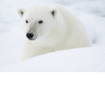 THE REAL POLARBEARS!
