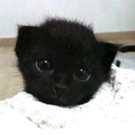 Cute animals are da best.