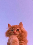 Cat fans group!:)