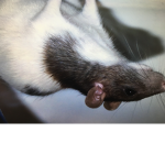 Rats to the core