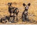 dad&kyky