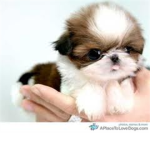 Cute Pets production
