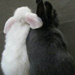 バニー <3