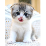 The Meowsome Meowers
