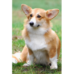 - Kathy's Clothes Designer -