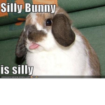 The Silly Bunnies